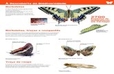 À Descoberta da Biodiversidadebiodiversidade.serralves.pt/fotos/tabs_especies/... · À Descoberta da Biodiversidade Borboletas As borboletas são insetos pertencentes à ordem Lepidoptera