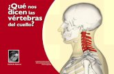 ¿Qué nos dicen las vértebras...dicen las vértebras del cuello? Carlos A. Palancar Columna cervical en po-sición anatómica. (Fuente: Anatomography) 15 natural ç mente 27 sumario