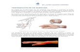 ENF. DE DEQUERVAIN€¦ · Los tendones que van al pulgar están rodeados de una cubierta o vaina. La tenosinovitis de De Quervain es la inflamación de los tendones y de la vaina