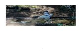 AVANCE DE PROGRAMA PRIMER CAMPEONATO GALLEGO DE … · 2019. 8. 7. · veterinaria: blanca lidia villanueva santamarina col. lu1088 inscripcion se realizarÁn en la pÁgina web de