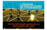 Inmunofisiopatogenia de la Nefropatía por IgA · 2017. 5. 19. · Es la glomerulonefritis primaria más frecuente. Sin embargo, los depósitos de IgA pueden también verse en el