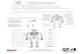 El cuerpo humano y sus funciones básicas · UNIDAD 1: “El cuerpo humano y sus funciones básicas” OA 07: Identificar estructuras del sistema nervioso y describir algunas de sus