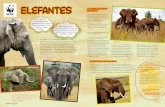 Elefantes · 2020. 4. 1. · Elefantes Los elefantes viven también en Asia, allí son más pequeños y no suelen tener los característicos colmillos. Esto les salva de una de las