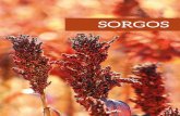 SORGOS - Semillas Batlle · El Sorgo es una gramínea de verano (cereal) de tipo C4, es decir, de elevada productividad como el maíz, que sin embargo no necesita de los mismos inputs