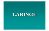 Laringe - WordPress.com · Laringe Laringe OBJETIVOS-Estudiar la constitución anatómica, estructura interna y relaciones de la laringe-Estudiar su vascularización y innervación
