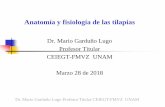 Dr. Mario Garduño Lugo Profesor Titular CEIEGT-FMVZ UNAM … · 2018. 3. 31. · Dr. Mario Garduño Lugo Profesor Titular CEIEGT-FMVZ UNAM. CÁLCULO DEL ÍNDICE DE CONVERSIÓN ALIMENTICIA: