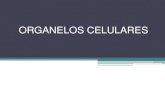 ORGANELOS CELULAREScpem63.site/sites/default/files/2020-05/Organelos_celulares.pdf · Organelos redondos con membrana simple. Función: Reguladoras osmóticas, es decir, expulsan