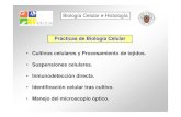 Prácticas de Biología Celular Cultivos celulares y ...eprints.ucm.es/29323/21/Presentación 3.pdf · •Inmunodetección diferencial de filamentos intermedios (vimentina) en las