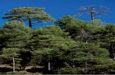 Autoecología de pinos · 2018. 4. 26. · autoecología de las especies . de pinos. recopilaciÓn de. informaciÓn de vegetaciÓn y datos . de parcelas de inventario. recopilaciÓn