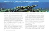 WRI Reefs-Sp front pp1-16ingenieroambiental.com/arrecifesen_peligro_ch3.pdf · Title: WRI_Reefs-Sp_front_pp1-16.qxd Author: Maggie Powell Created Date: 2/25/2005 3:05:48 PM