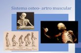 Sistema osteo- artro muscular · Sistema osteo- artro muscular. Esqueleto humano El esqueleto humano es el conjunto total y organizado de piezas óseas (huesos) que proporcionan al