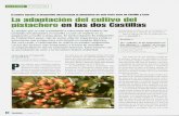 Chaparrillo La adaptación del cultivo del pistachero en ......CUADRO III. Unidades de calor (UC) y humedad relativa (HR) en algunas áreas de la provincia de Albacete. Localización