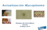 CECAV 30 Mayo 2014...2016/05/04  · Mycoplasma en gallinas ponedoras – Problemas respiratorios muy tempranos (¿ M.gallisepticum?) – Caída de puesta y calidad del huevo: EAA/coloración…