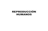 REPRODUCCIÓN HUMANOS - I.E.S. Santa Eugenia · 2020. 5. 23. · HUMANOS . La reproducción sexual Gameto masculino Gameto femenino . APARATO REPRODUCTOR MASCULINO . UNIDAD 5 La espermatogénesis