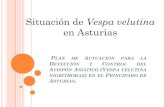 Situación de Vespa velutina - Asociación Galega de Apicultura · Vespa velutina nigrithorax. La Estrategia de gestión, control y posible erradicación del avispón asiático o