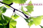 LOS VEGETALES - Galiciacentros.edu.xunta.es/iesdocastro/wp-content/uploads/2017/... · 2017. 5. 12. · LOS VEGETALES . VEGETALES MUSGOS HELECHOS se reproducen por esporas semillas