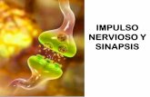 IMPULSO NERVIOSO Y SINAPSIS · 2020. 4. 8. · IMPULSO NERVIOSO Y SINAPSIS . SINAPSIS • Definición: Las fibras Nerviosas aferentes se ramifican repetidamente y terminan en unas