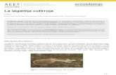 La lagartija colirroja - RUA: Principalrua.ua.es/dspace/bitstream/10045/7693/1/ECO_16(1)_13.pdf · 2016. 4. 25. · La lagartija colirroja, Acanthodactylus erythrurus Schinz 1833,