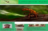 Imagen de portada: Sergio Ibarra · 2019. 7. 15. · Buscando un lugar en el mundo de las hormigas. Hoy hablamos con… Xim Cerdá Sureda, mirmecólogo, director de la Estación Biológica