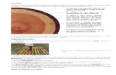 1 · Web viewPropiedades de la madera. • La densidad de la madera es menor que la del agua, por lo que flota en ella. En la mayoría de las maderas, la densidad oscila entre 0,3