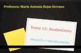 Profesora: María Antonia Rojas Serrano - Blog de profesora ...mariarojas.iescla.org/wp-content/uploads/2019/12/TEMA-12...Fase lumínica de la fotosíntesis Ocurre en las membranas