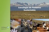 Estrategia de Pastoreo Sustentable · 2014. 11. 3. · • 1,3 Millones de Ha Bajo Pastoreo Sustentable • 57 Productores • 3200 toneladas de Lana Producida • 300000 Ovejas •