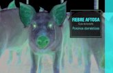 FIEBRE AFTOSA - Secure Pork Supply Plan...de fiebre aftosa (FMD, por sus siglas en inglés). Los cerdos que aparecen en las siguientes fotografías, tuvieron contacto con animales