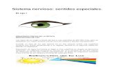 hectorulloahome.files.wordpress.com  · Web view2019. 11. 7. · El ojo: III. Neurofisiología central de la visión. ... Recibe señales visuales de cada ojo y contiene la representación