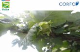 Evaluación de Tecnologías para el2015/08/04  · Evaluación de Tecnologías para el Mejoramiento de la Productividad y la Calidad de frutos del Avellano Europeo, ( Corylus avellana