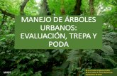 MANEJO DE ÁRBOLES URBANOS: EVALUACIÓN, TREPA Y PODAveracruz.gob.mx/wp-content/uploads/sites/5/2014/10/... · 3. Condiciones de entorno: Estabilidad del árbol y detección de riesgos