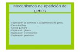 Mecanismos de aparición de genesf3n%20tam%… · Mecanismos de aparición de genes - Duplicación de dominios y alargamientos de genes. - Exon-shuffling - Genes quimera ... sino