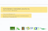 Francisco Pando - GBIF España Colecciones Biológicas 3.0 ...€¦ · V Taller sobre imágenes digitales para estudios de biodiversidad Madrid, 27-29 de Octubre de 2011 •Metadatos