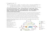 guaracheamericano.files.wordpress.com€¦  · Web viewEl complejo receptor de acetilcolina fetal está formado por cinco subunidades proteicas, dos proteínas a y una proteína