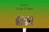 Las Aves de Los Lagos de Tarapotoomacha.org/wp-content/uploads/2019/06/las_aves_de_los... · Las plantas mas apetecidas por las aves son del grupo de las melastomatáceas, rubiáceas