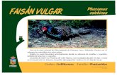 FAISAN VULGAR colchicus Phasianus - zooguadalajara.es VULGAR.pdf · FAISAN VULGAR colchicus, Title: FAISAN VULGAR.p65 Author: Fernando Toquero Created Date: 12/9/2010 11:45:14 AM