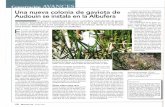 New Una nueva colonia de gaviota de Audouin se instala en la Albufera · 2010. 3. 25. · reintroducción de la gaviota de 12 Quereus ZU Octubre 2003 Gracias a la lectura a distancia
