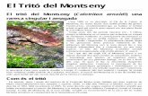 El Tritó del Montsenyantlaformiga.org/publicacions/pdfs/documents/d134-juliol-2013.pdf · aproximadament un milió i mig d'anys. Alhora, aquesta antiga evolució separada ha donat