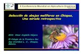 Selección de abejas melíferas en Chiapas, Una mirada ...€¦ · Las abejas africanizadas, son muy variables en sus características Y por lo tanto susceptibles de selección En