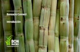 Bonsucro Connect Introducción€¦ · Bonsucro Connect cumplirá las siguientes funciones: • Respaldar a los productores de productos sustentables derivados de la caña de azúcar,