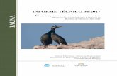 INFORME TÉCNICO 04/2017 · Censo de cormorán moñudo (Phalacrocorax aristotelis) en la Reserva de Biosfera de Menorca.Año 2017 1 INTRODUCCIÓN El cormorán moñudo (Phalacrocorax