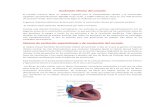 araht471256095.files.wordpress.com  · Web viewSistema de excitación especializado y de conducción. del corazón. el nódulo sinusal (también denominado nódulo sinoauricular
