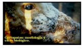 Garrapatas: morfología y ciclo biológico.helminto.inta.gob.ar/Alumnos/Garrapatas 2012.pdf · La transición de larvas a ninfas y de ninfas a adultos se lleva a cabo mediante metamorfosis