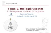 Tema 5. Biología vegetaldpbiologia.weebly.com/uploads/2/1/5/5/21553524/gtp...Organización pluricelular El desarrollo de la organización pluricelular lleva implícita una creciente