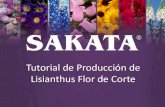Tutorial de Producción de Lisianthus Flor de Corte...Productores de flor de corte / Diversidad • El corte especializado de diversas siembras de flores ofrece productos y oportunidades