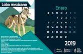 D L M M J V S - Nuevo León · 2019. 1. 14. · Parques y Vida Silvestre. D L M M J V S Febrero 2019 Puma Nombre cientíﬁco: puma concolor Nombre común: puma o león de montaña