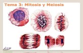 Tema 3: Mitosis y meiosis - genetica.uab.catgenetica.uab.cat/base/continguts/documents... · Dr. Antonio Barbadilla Objetivos tema Mitosis y meiosis Deberán quedar bien claros los
