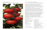 Desarrollo Nueva variedad de variedades de ReinSaat : Tomate de ensalada … · 2018. 8. 3. · de variedades de ReinSaat®: Tomate de ensalada Ricca La variedad de tomate Ricca se