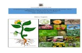 POSTÍTULO PRIMER CICLO CIENCIAS NATURALES -2019 … · traqueofitas o plantas vasculares. OBJETIVOS Describir las estructuras de especies vegetales para clasificarlos en los diferentes