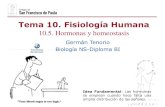 Tema 10. Fisiología Humanadpbiologia.weebly.com/uploads/2/1/5/5/21553524/gtp_t10.fisiologia... · La homeostasis implica el mantenimiento del medio ambiente interno del cuerpo dentro