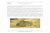 Oryctolagus cuniculus (conejo) · la erradicación de los conejos en islas se suele producir un incremento del número de especies vegetales y una recuperación de la fauna. No obstante,